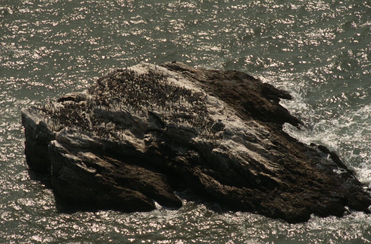 A common murre colony on an offshore rock