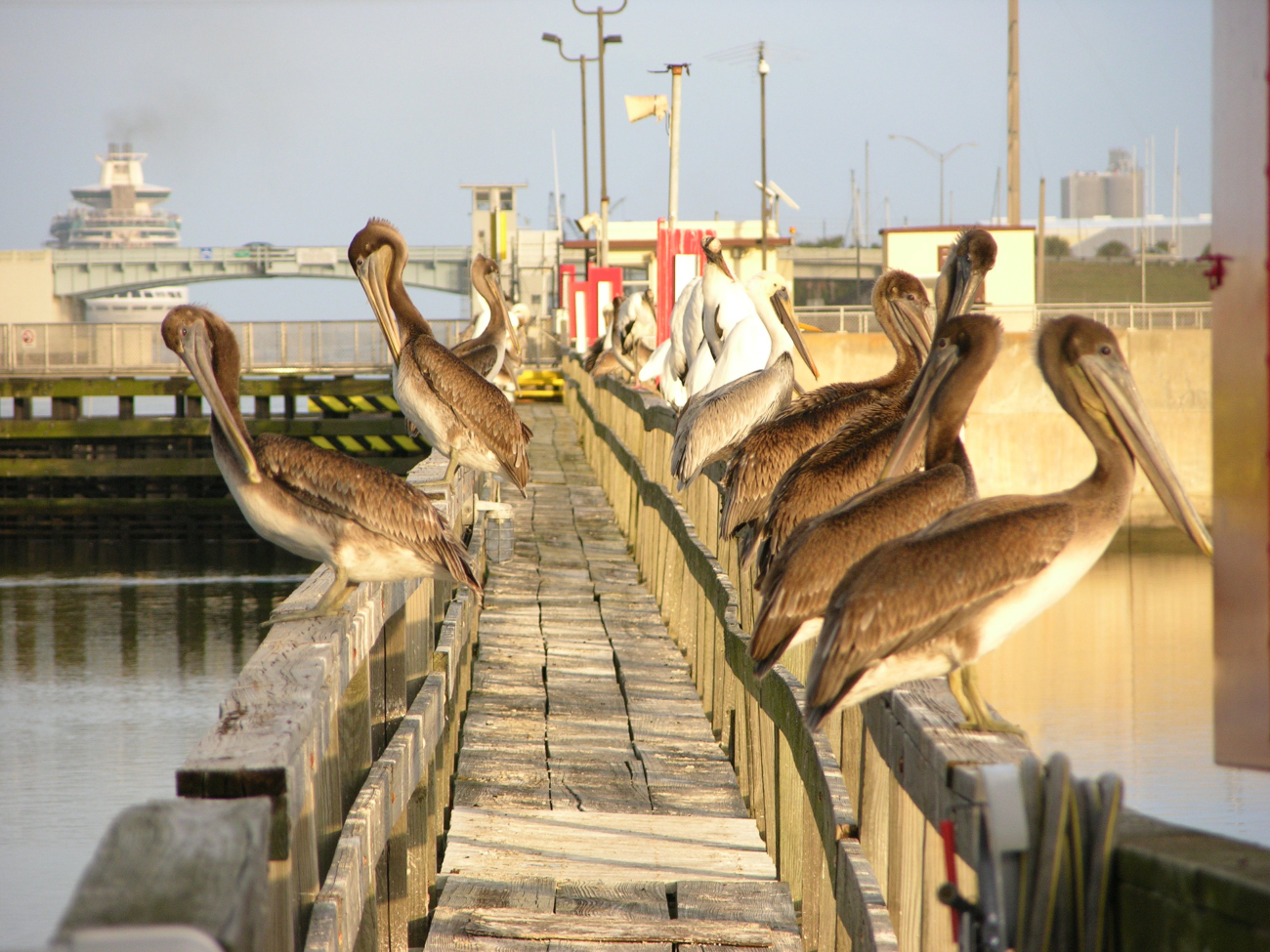 Brown pelicans and wood storks on a Florida pier near the cruise ship docks