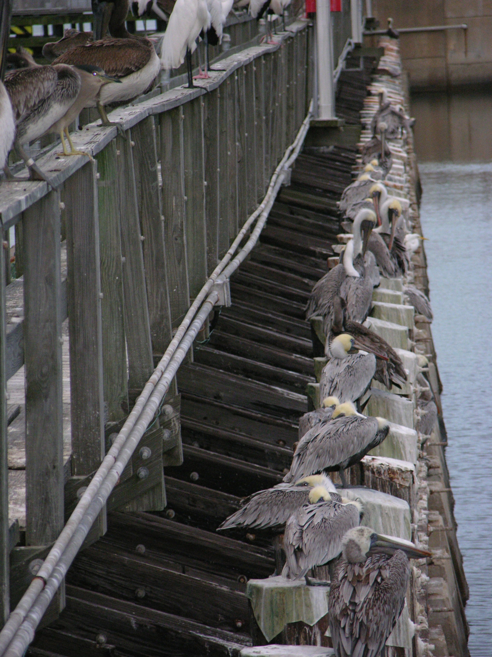 Pelicans sitting on the dock of the bay watching the tide roll away