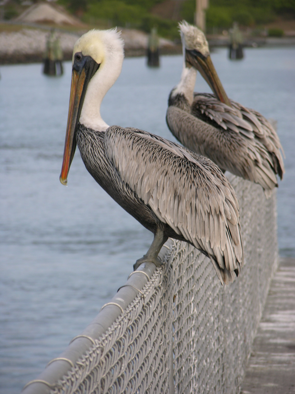 Pelicans on a fence