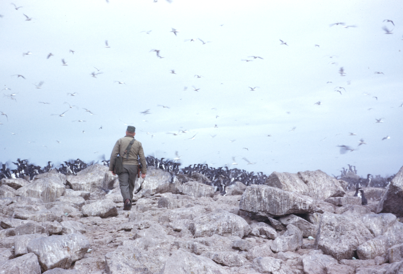 A crewman off the PATHFINDER approaching a colony of murres