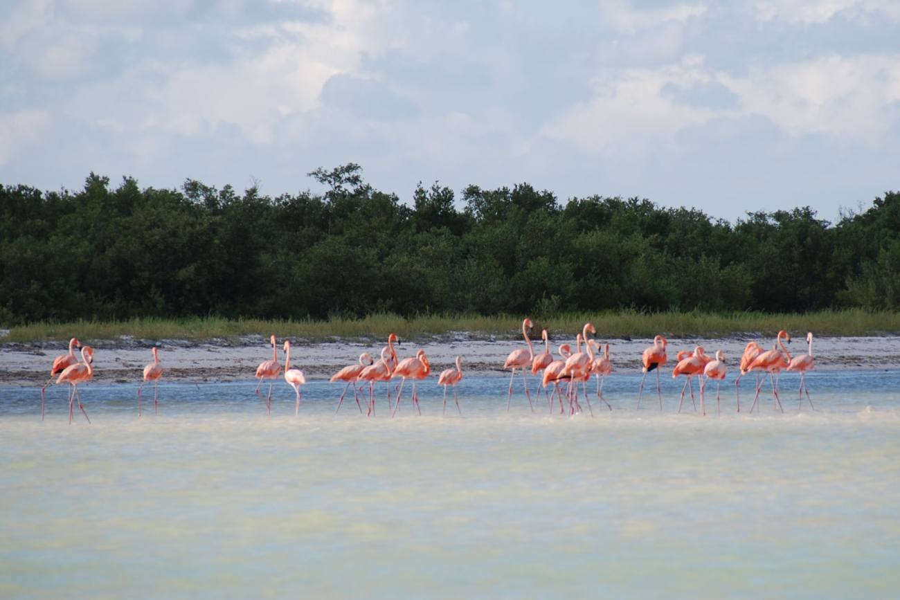 Flamingos on the Yucatan Peninsula