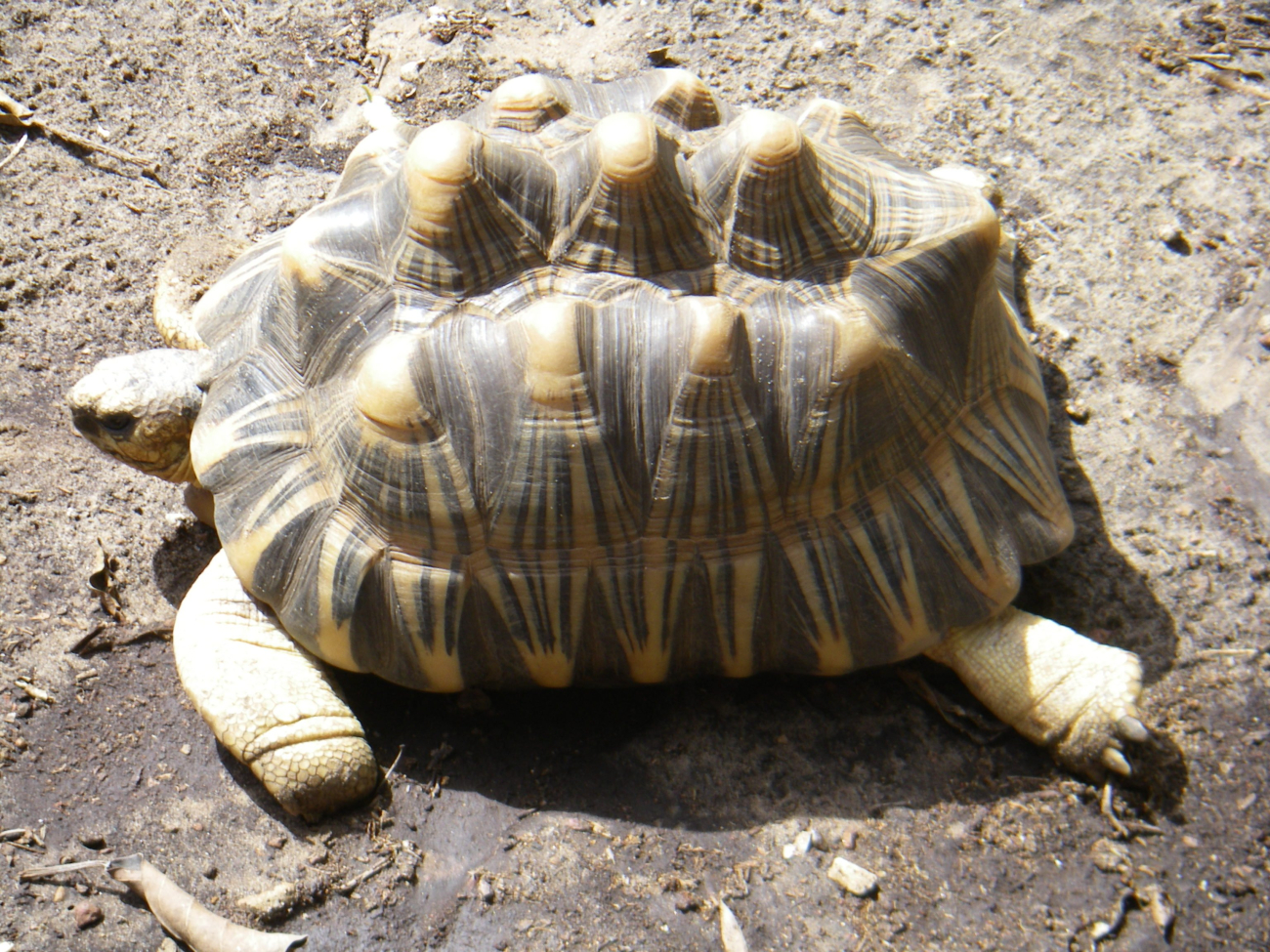 A sulcata tortoise (Geochelone sulcata) , a land-dwelling reptile nativeto Northern Africa