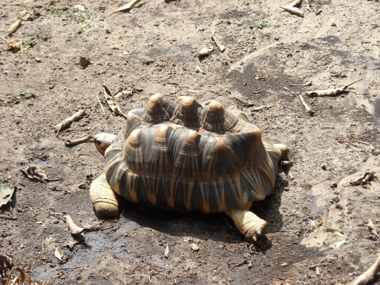 A sulcata tortoise (Geochelone sulcata) , a land-dwelling reptile nativeto Northern Africa