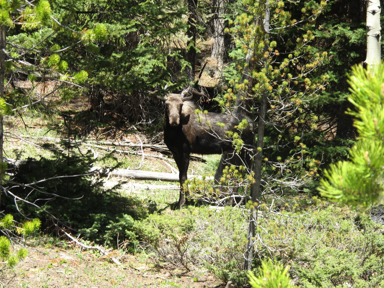 A moose seen just off the highway on Cameron Pass on Colorado Highway 14