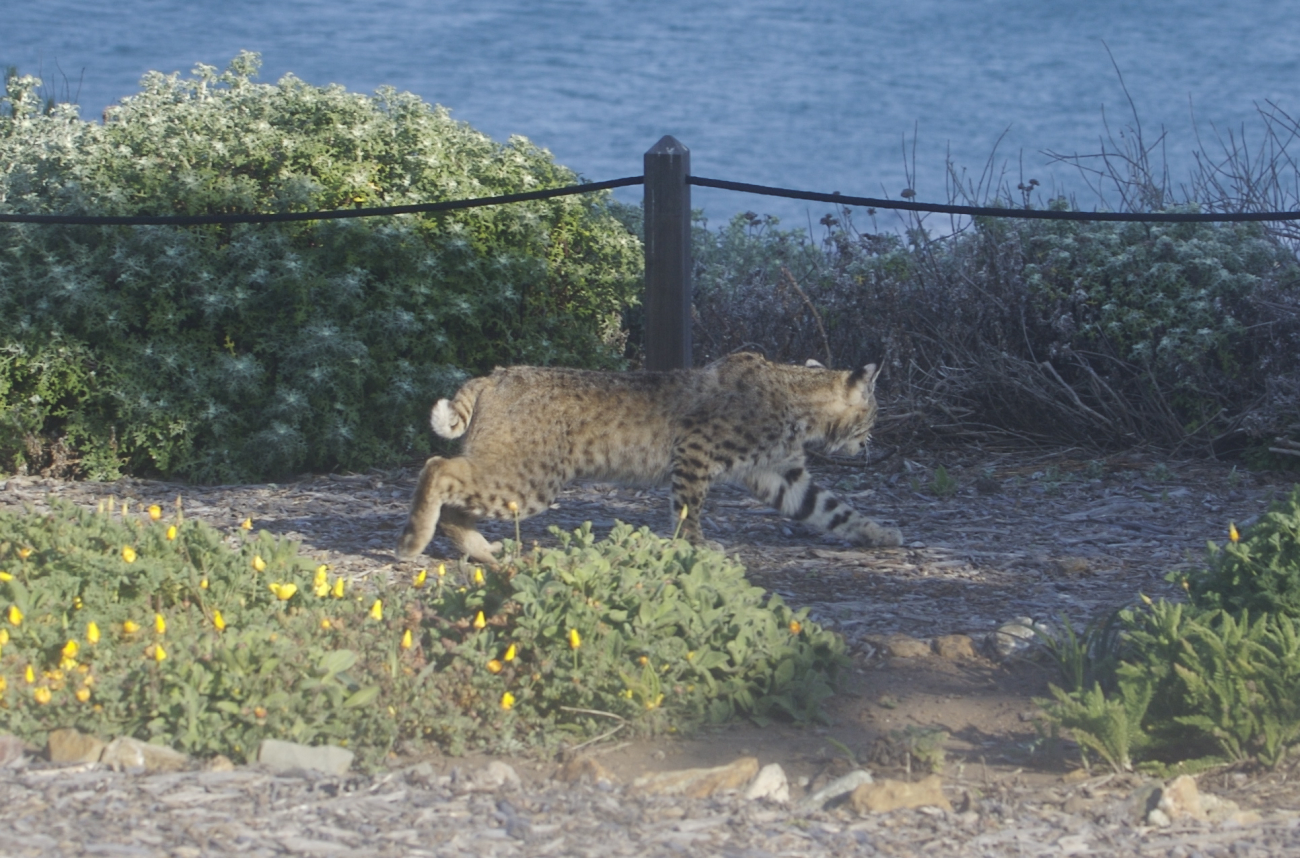 Bobcat roaming through the brush near the Piedras Blancas lighthouse