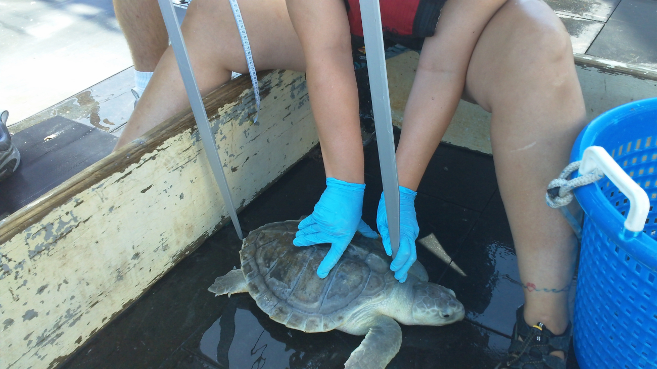 Trained NOAA scientists measure the carapace length of this unexpected catch