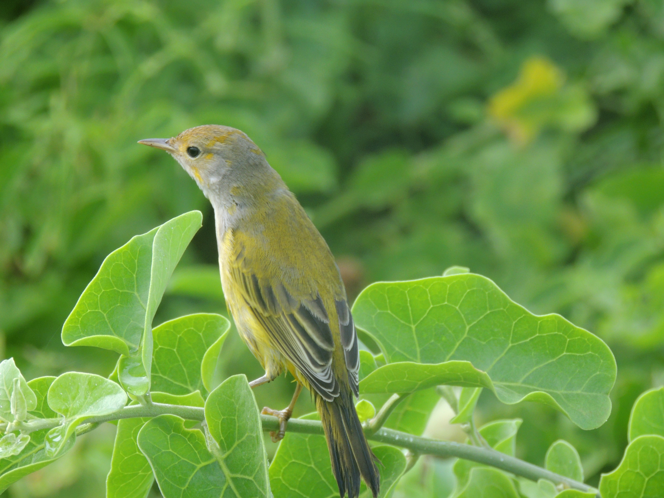 A yellow finch, a member of the group known as Darwin's finches