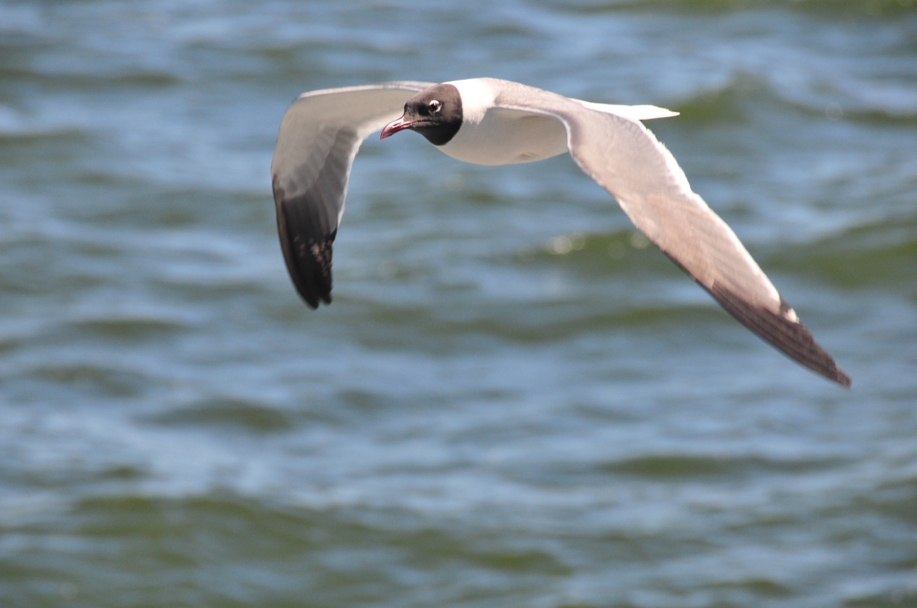 Laughing gull in flight