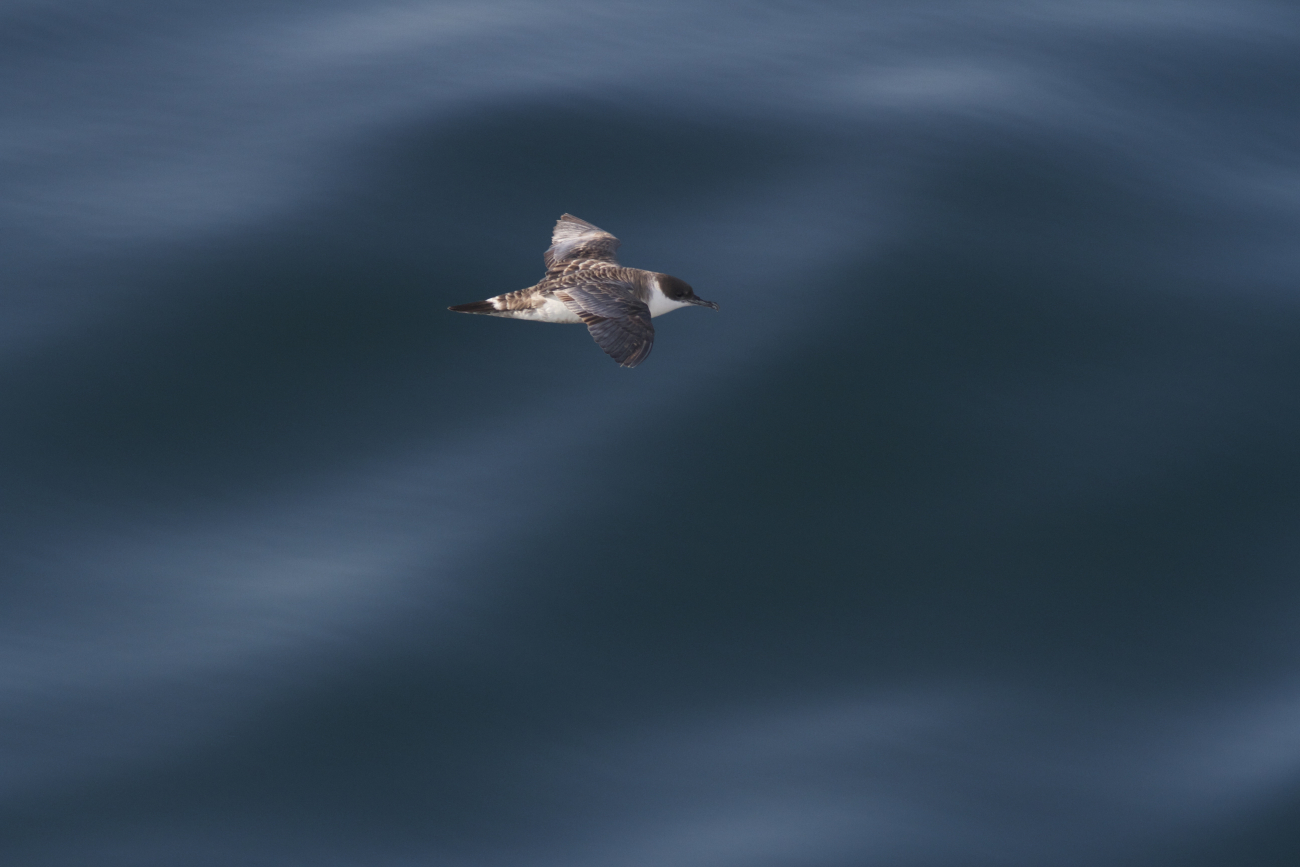 Great shearwater in flight