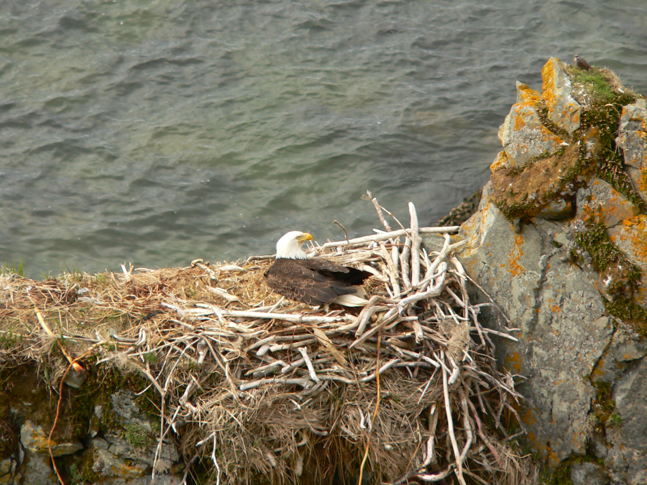 Bald eagle in nest