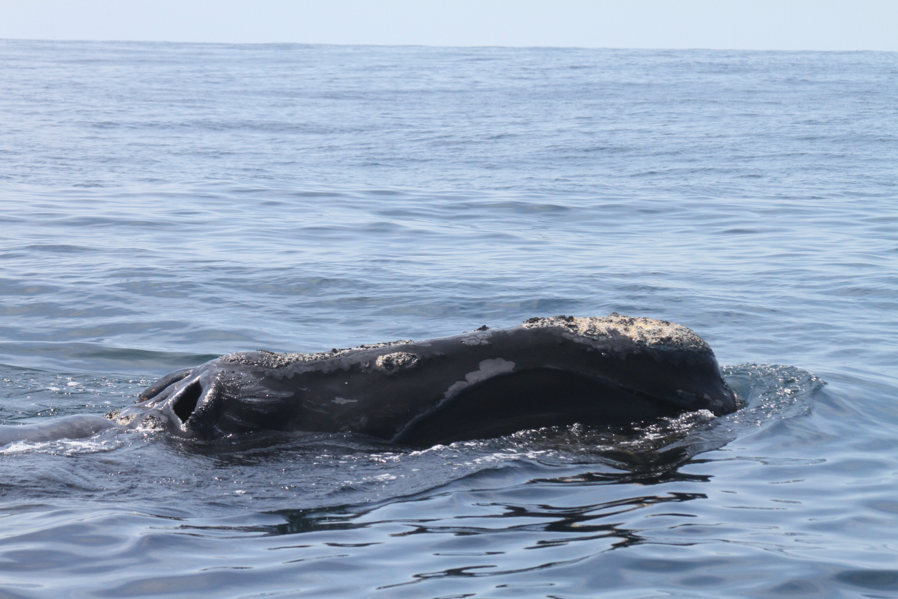 Northern right whale showing blow holes and callosities