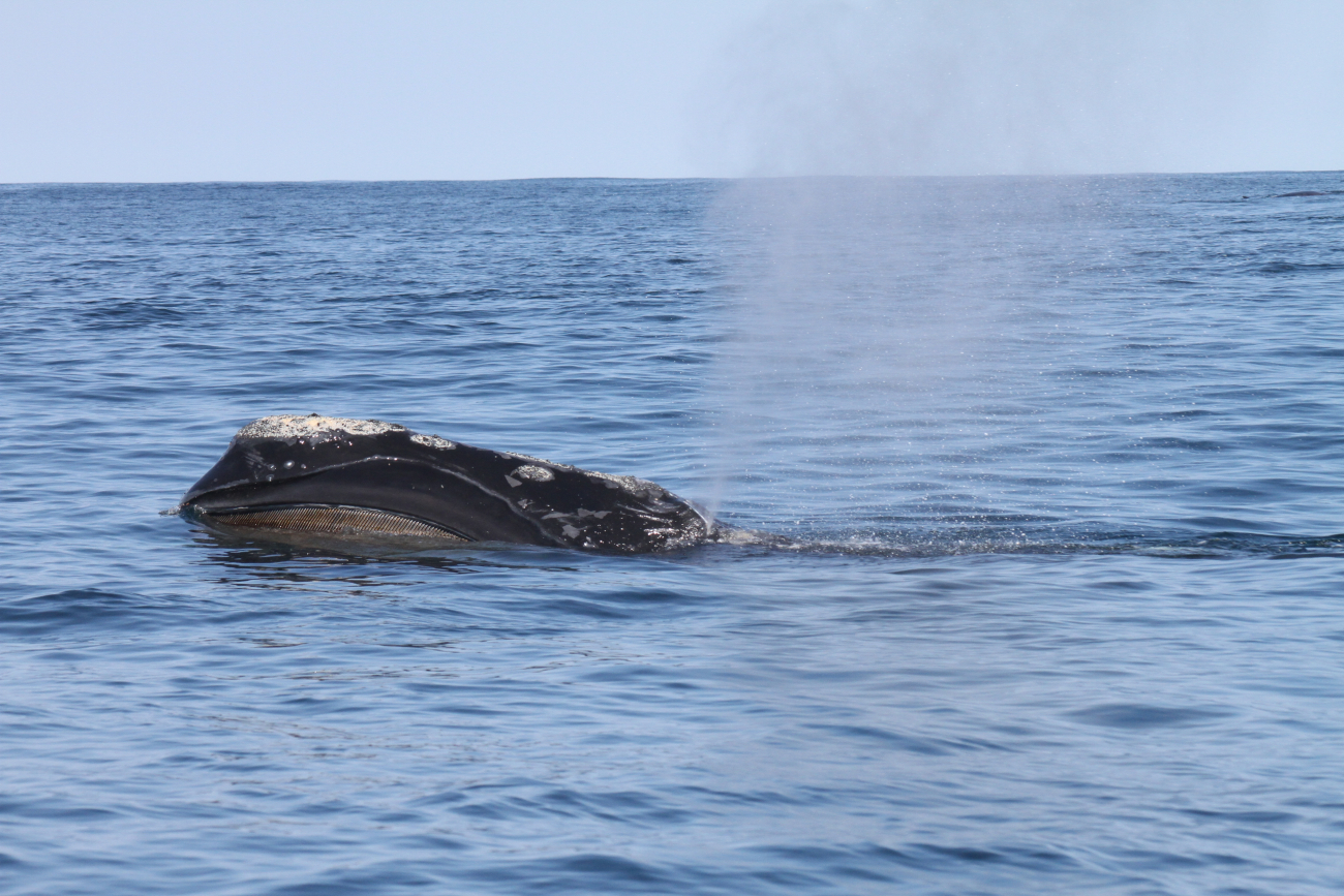 Northern right whale blowing showing baleen and callosities