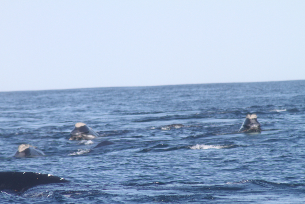 A pod of northern right whales