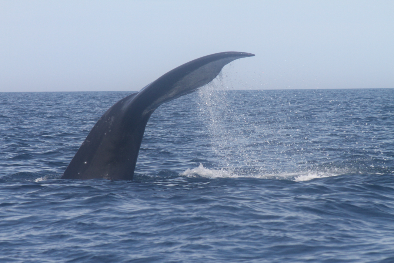 Northern right whale tail during dive