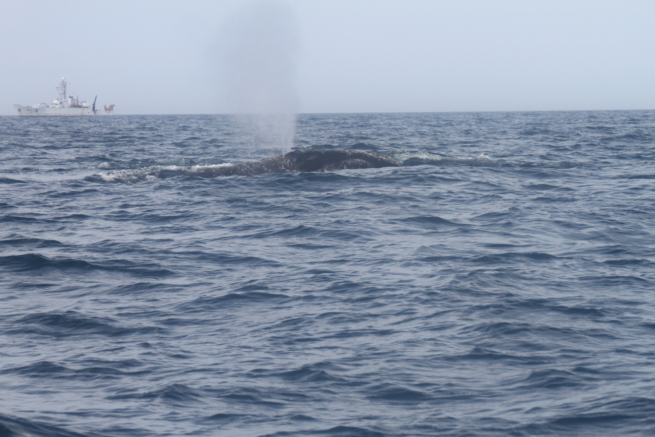 Northern right whale blowing with NOAA Ship OREGON II in background