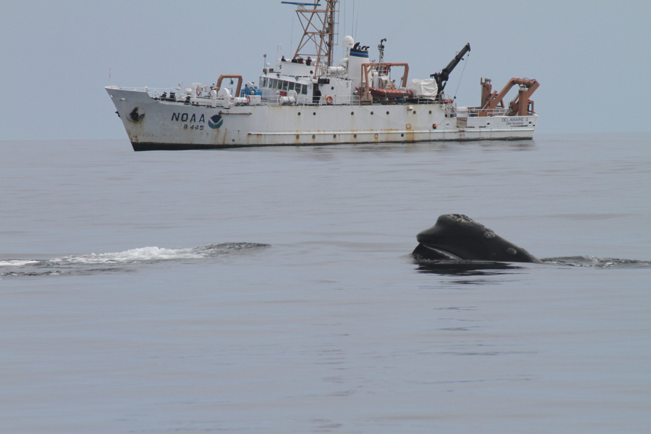 Head of northern right whale with NOAA Ship DELAWARE II in background