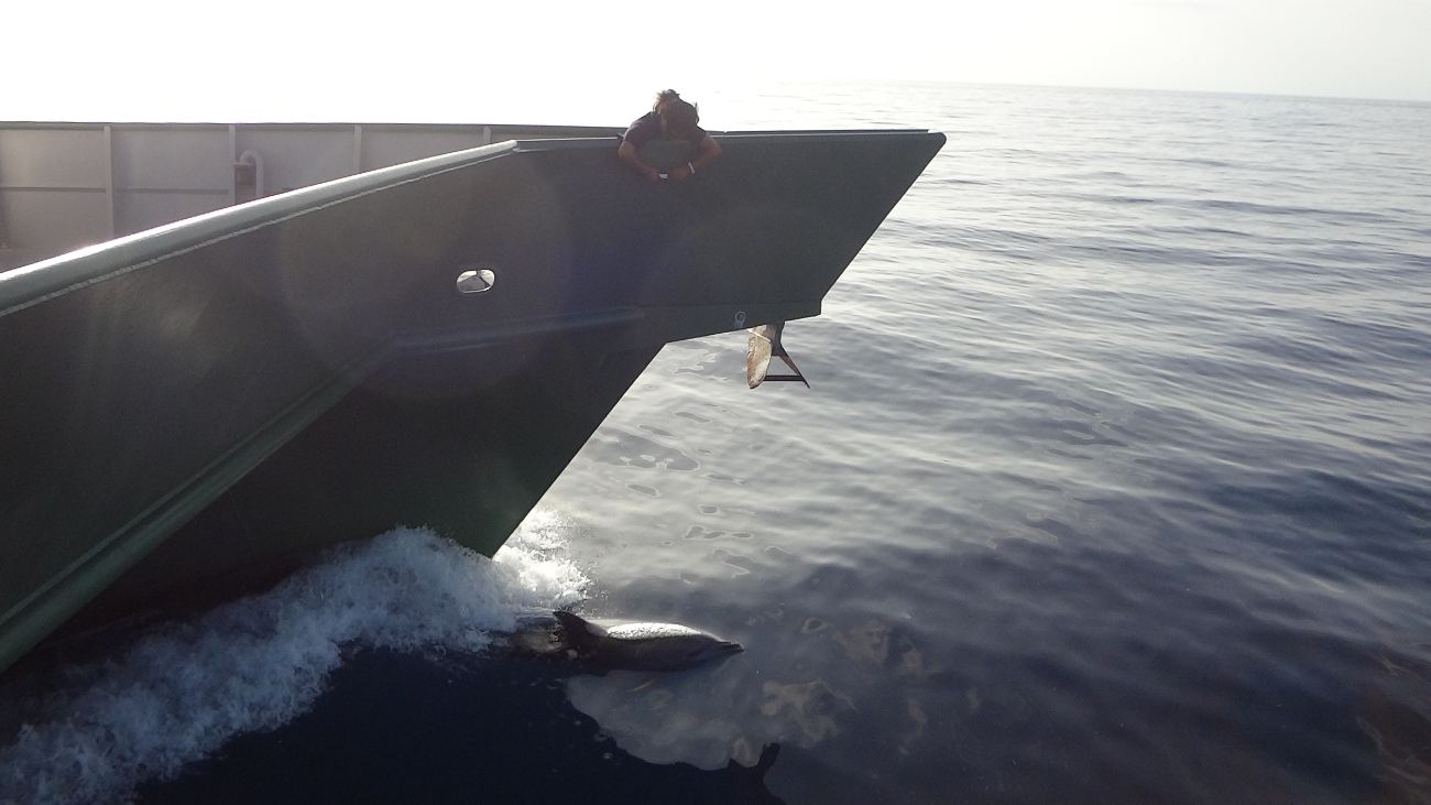 Atlantic spotted dolphin playing in the bow wave of the R/V WALTON SMITHwhile TAS Bhavna Rawal looks on from the bow of the ship