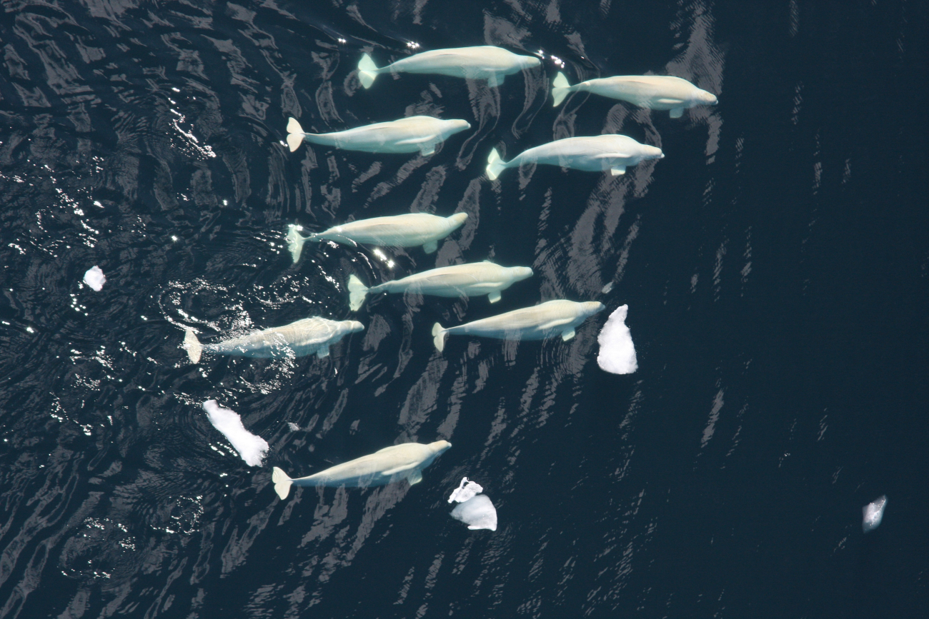 A pod of beluga whales