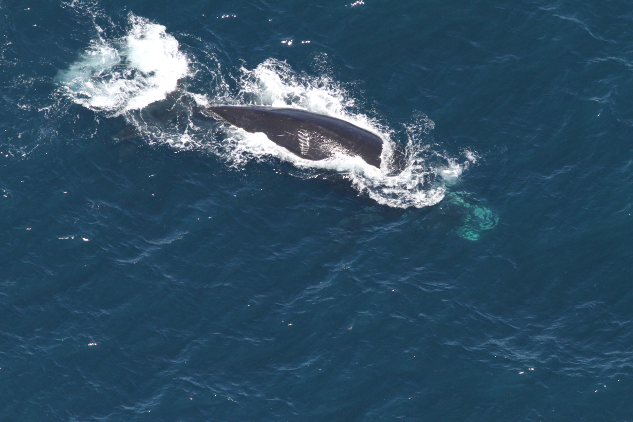 The North Atlantic right whale Arpeggio, taken from a different angle