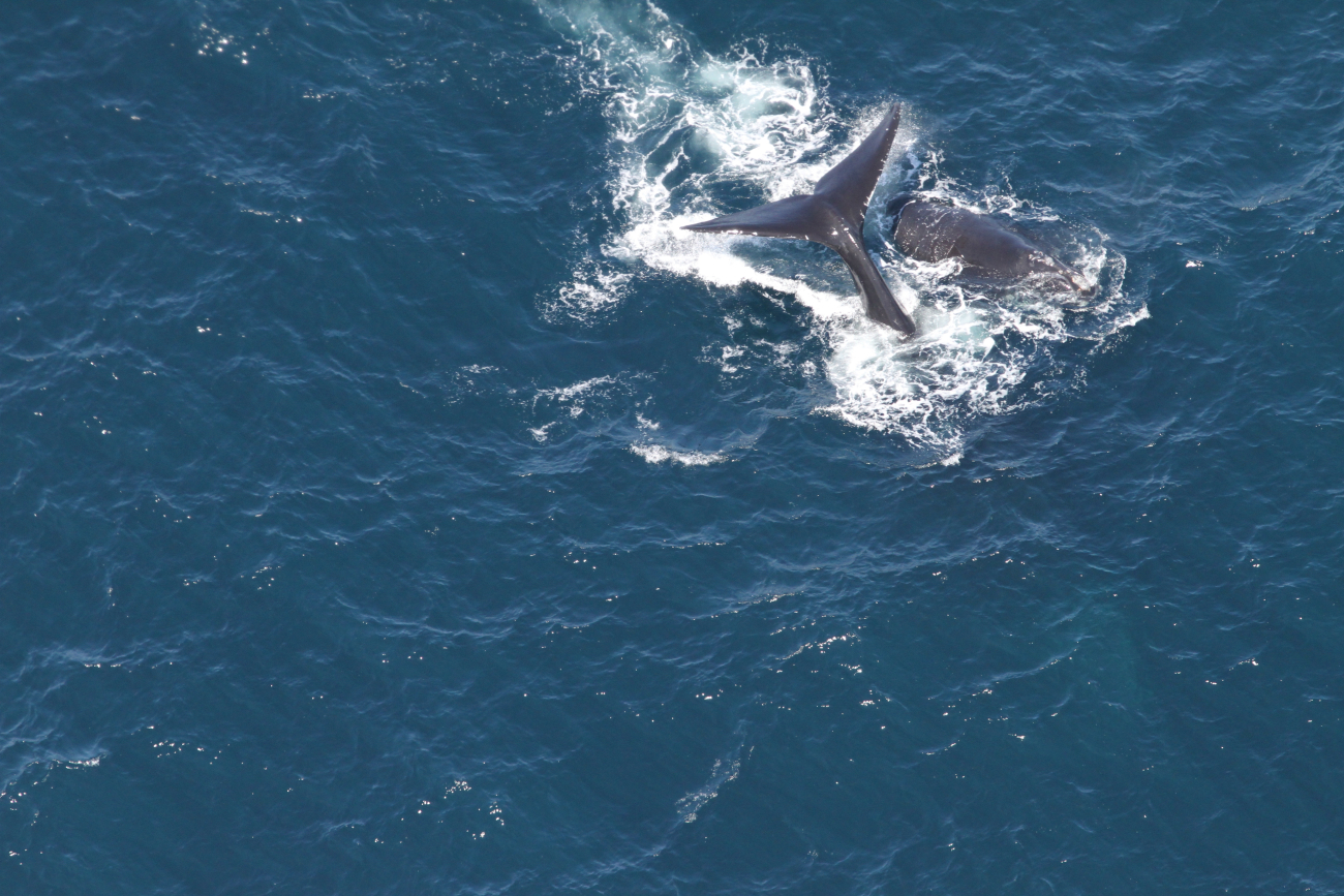 The North Atlantic right whales Arpeggio and her calf