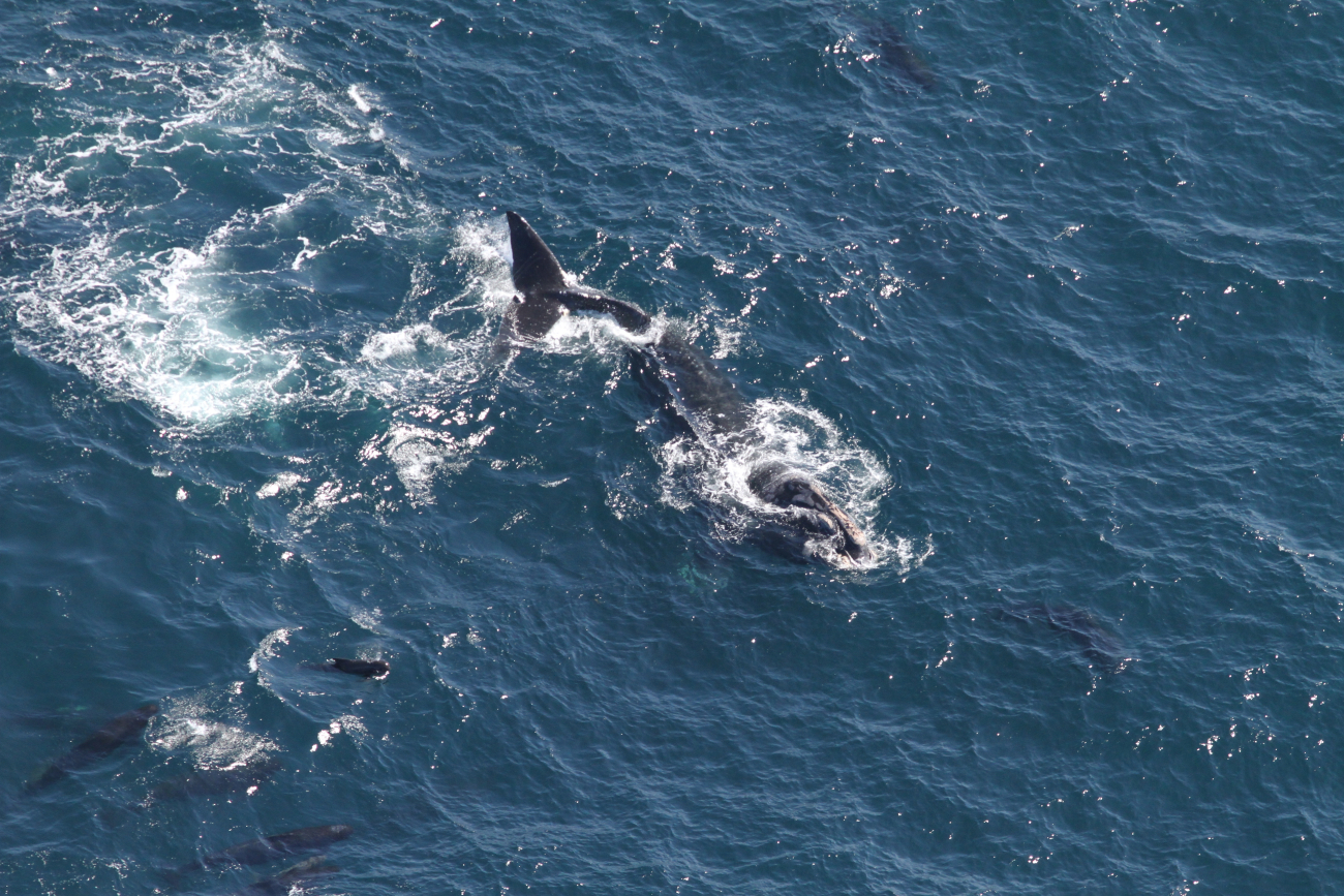North Atlantic right whale amidst pilot whales