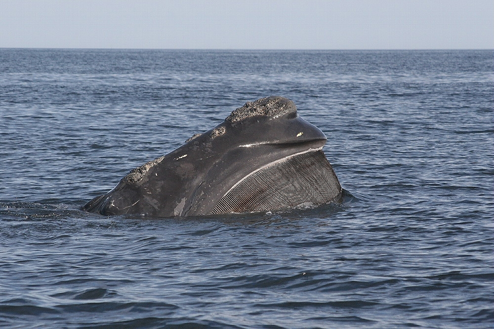 The elusive right whale  Eg#1715 high skim feeding