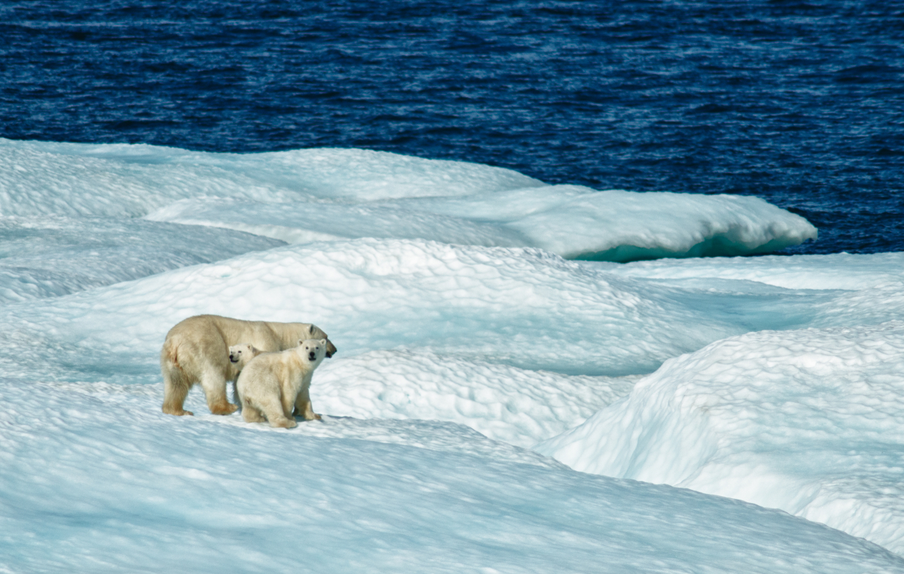Mother polar bear and cub on ice floe