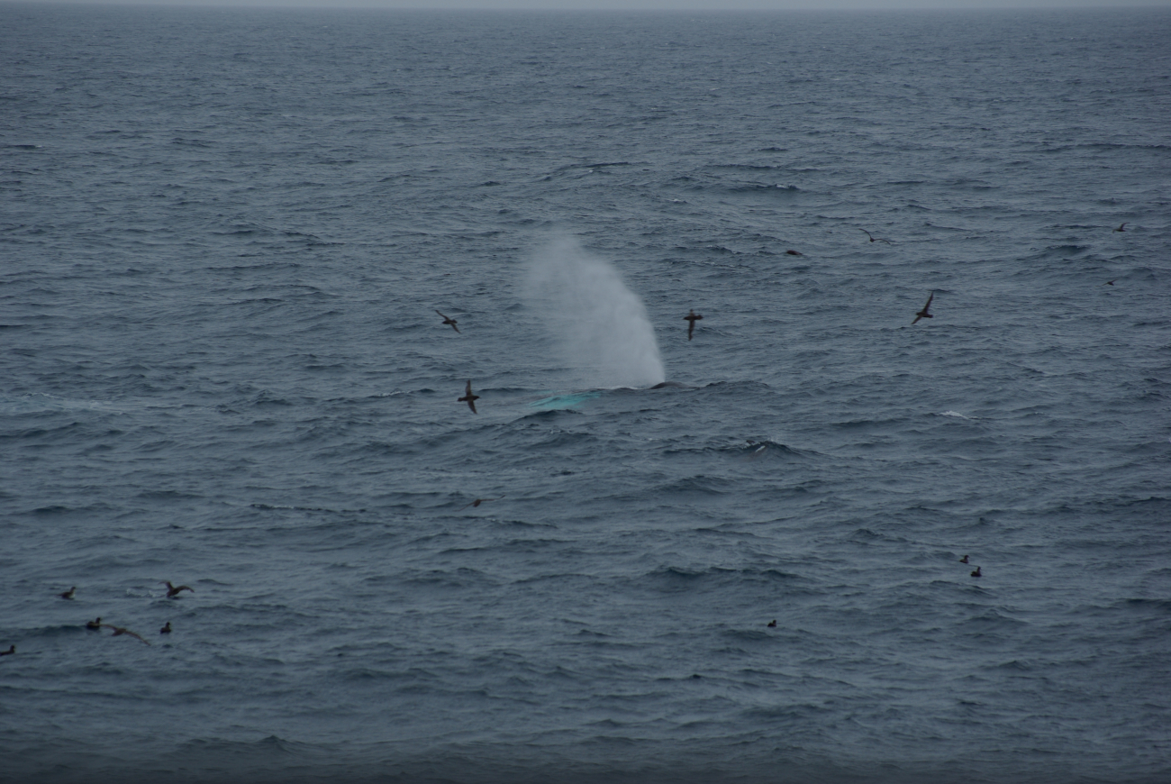 Humpback whale spouting