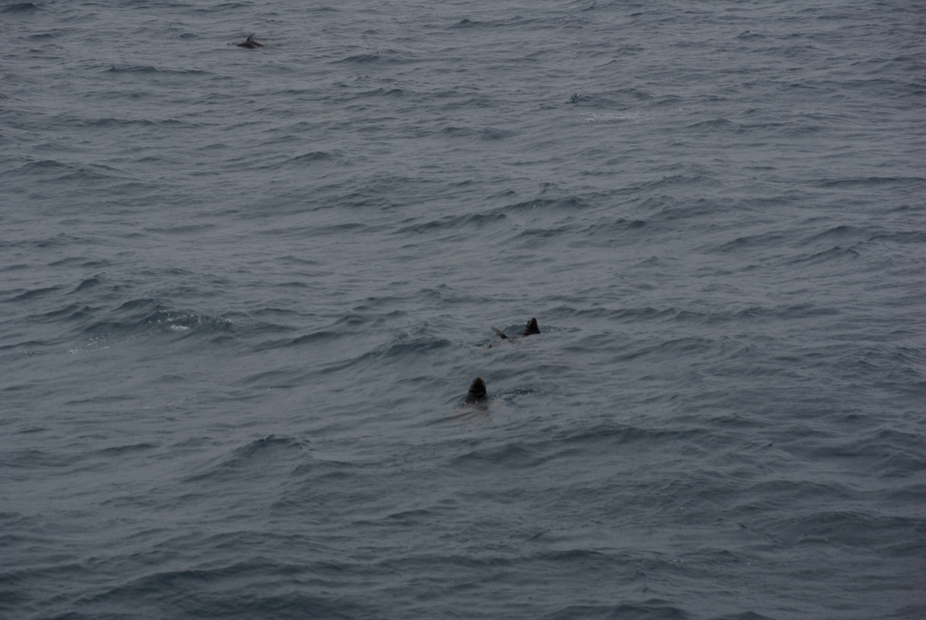 Steller sea lions at sea with dolphin in upper left corner of image