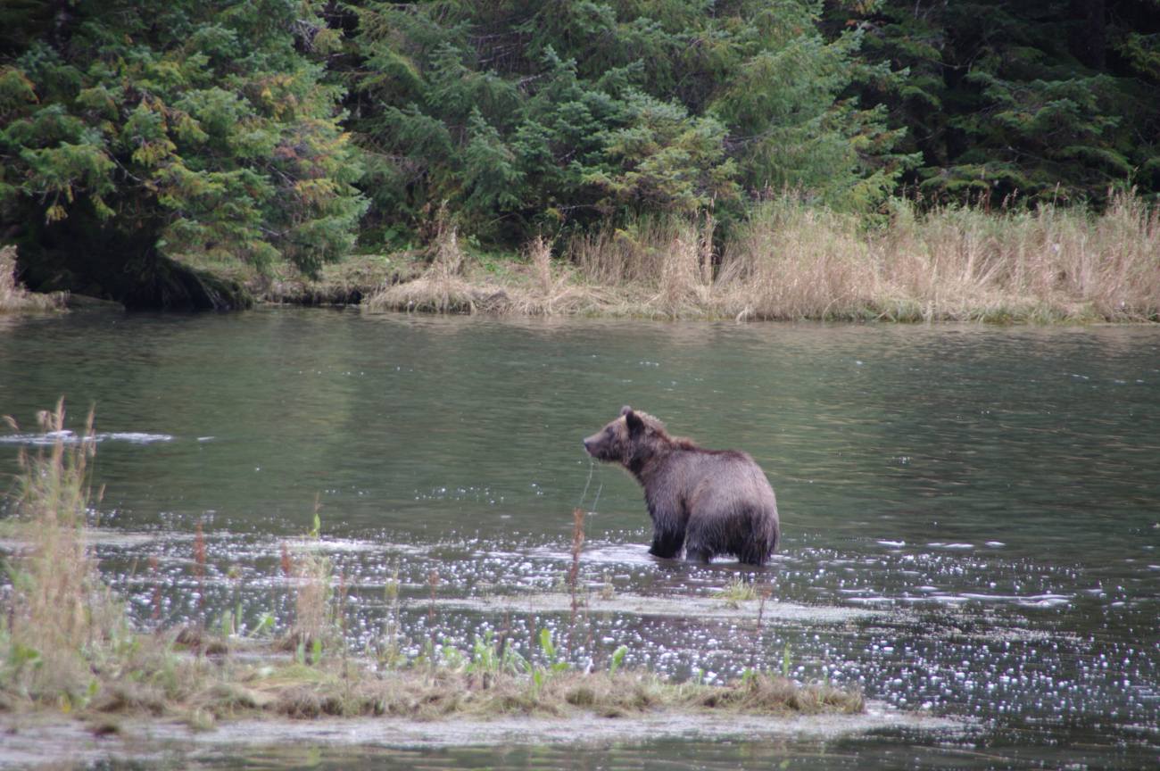 Brown bear fishing