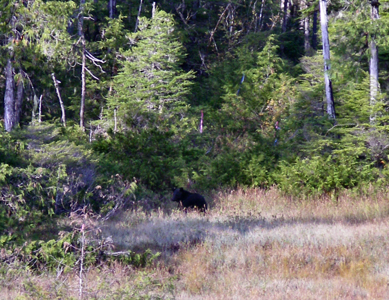 Black bear in the bushes