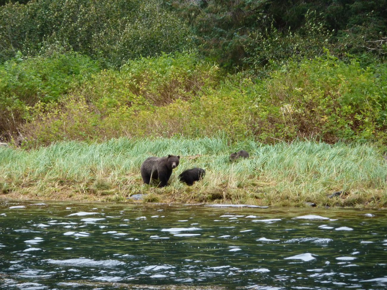 Mother black bear and cub strolling on the shore