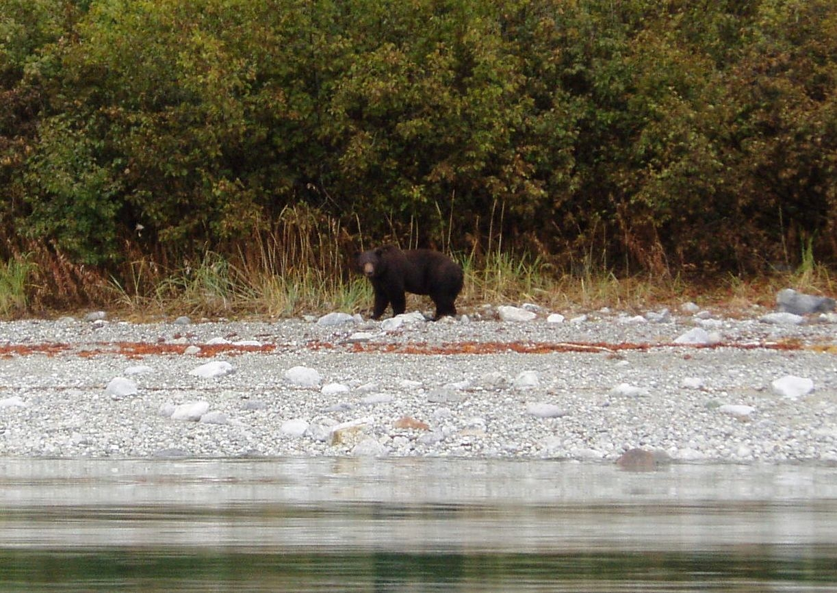 Black bear strolling along the shore checking out the survey launch