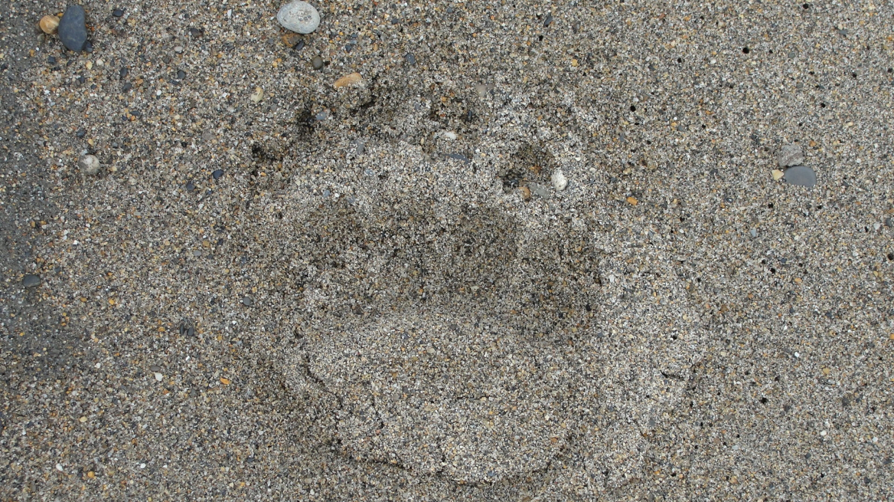 Bear footprint on a possibly dangerous beach