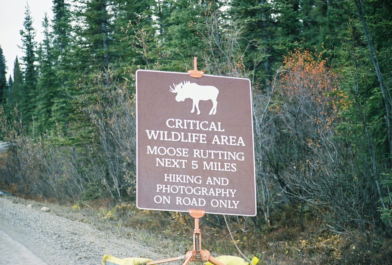 Rutting moose can be dangerous both for hikers andif in collision with automobile