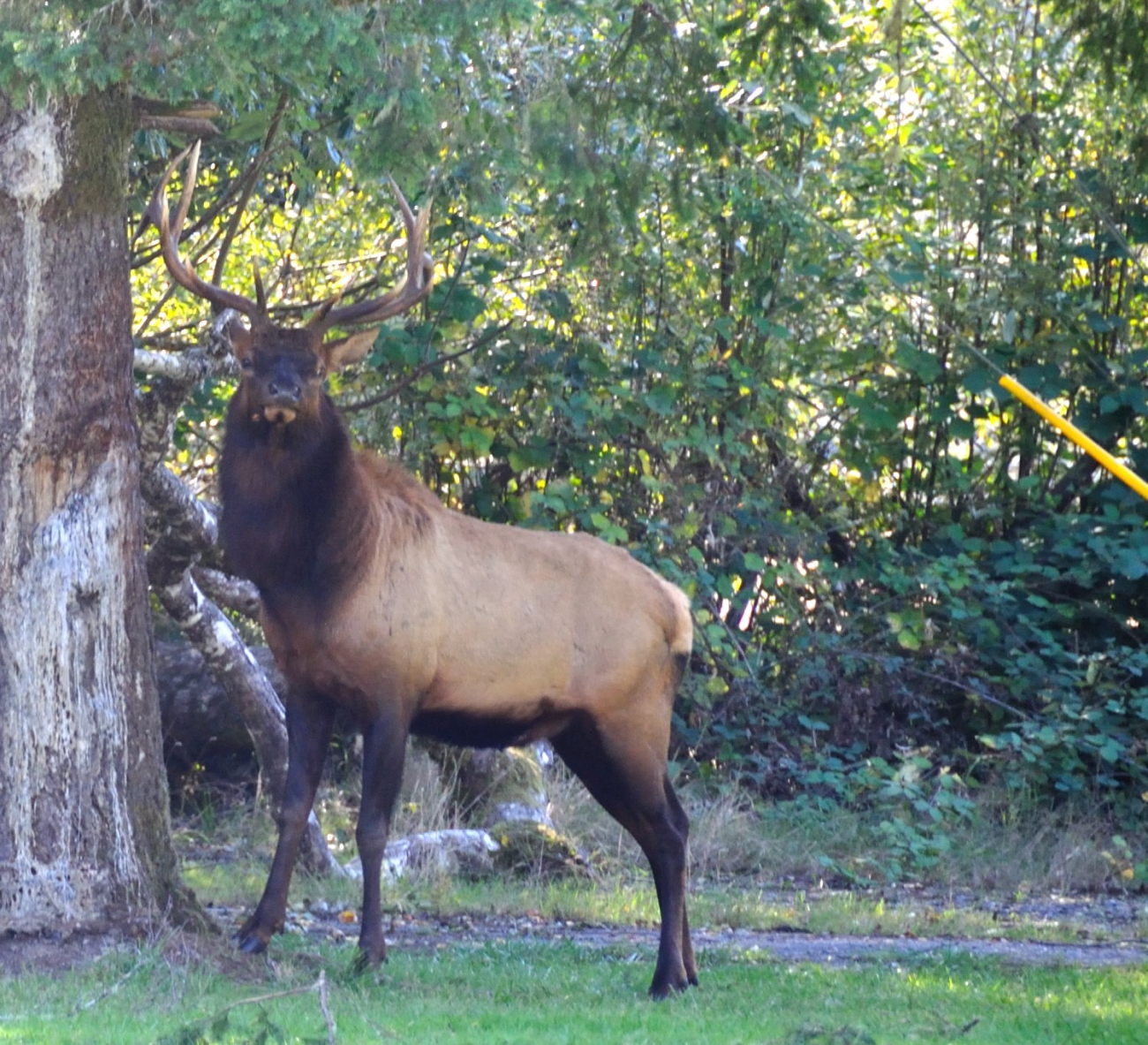 Elk posing for camera