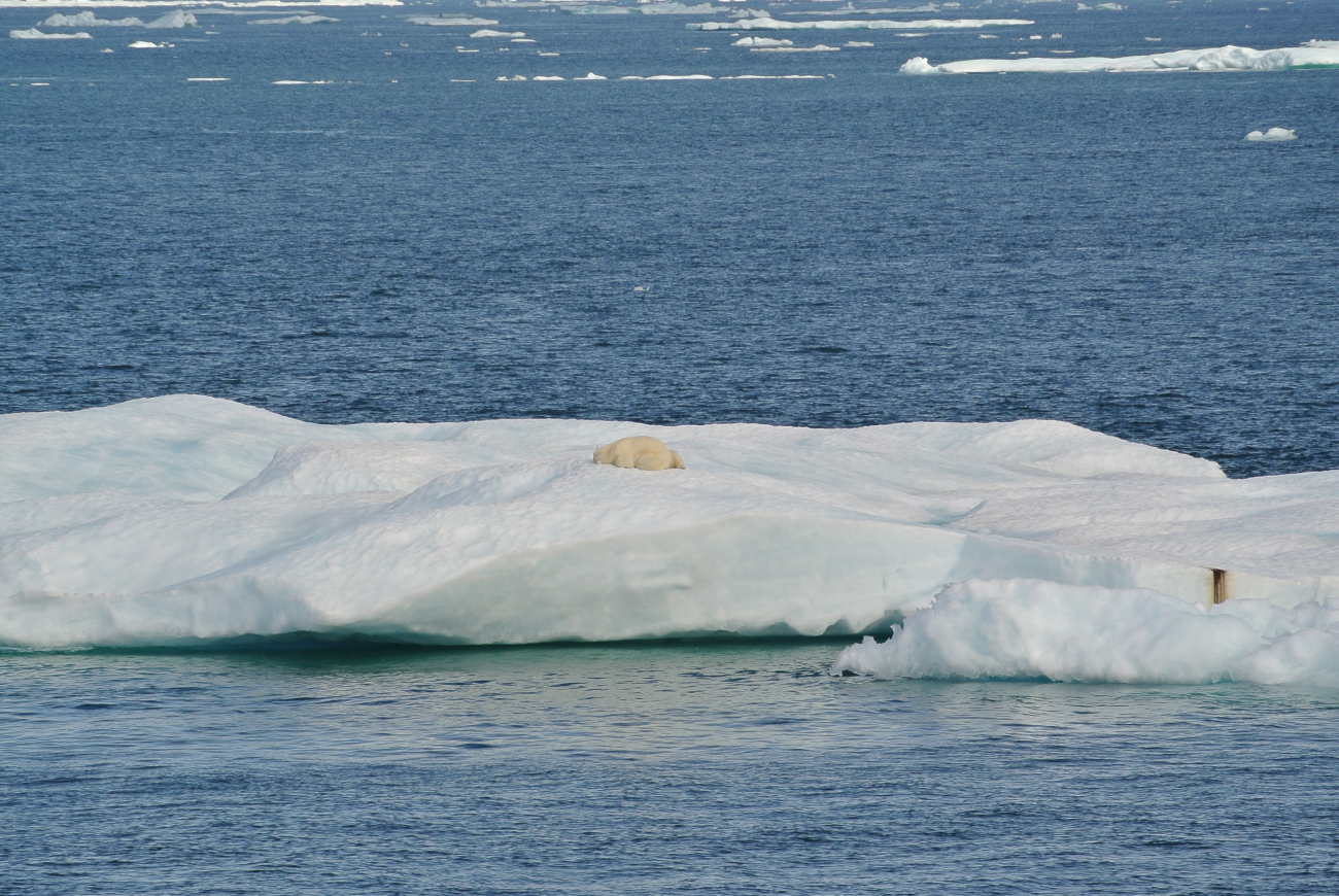 Polar bear and cub asleep on ice floe