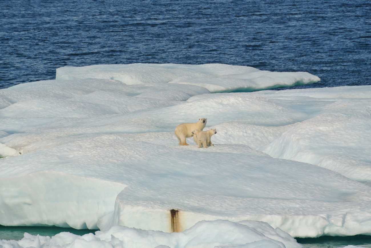 Polar bear and two cubs on ice floe