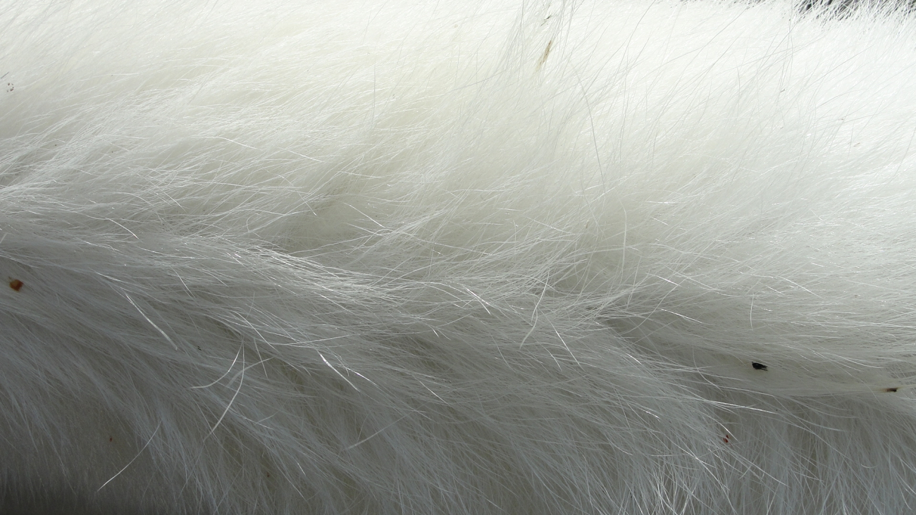 Polar bear hair is pigment free and transparent with a hollow corethat scatters and reflects visible light, giving the white appearance