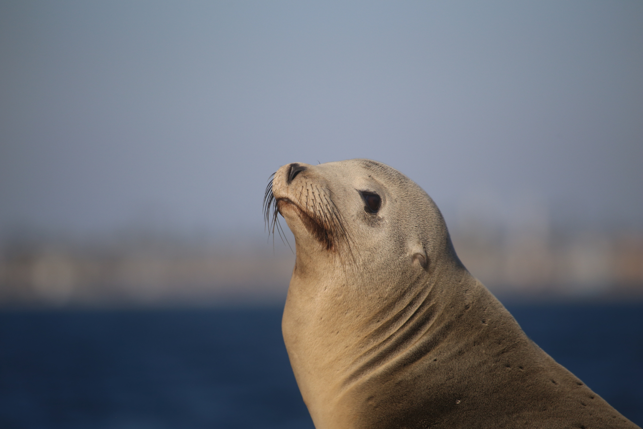 Steller sea lion posing