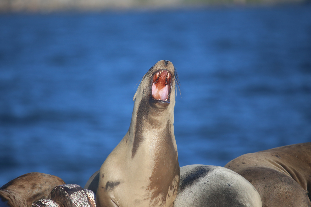 Steller sea lion voicing displeasure