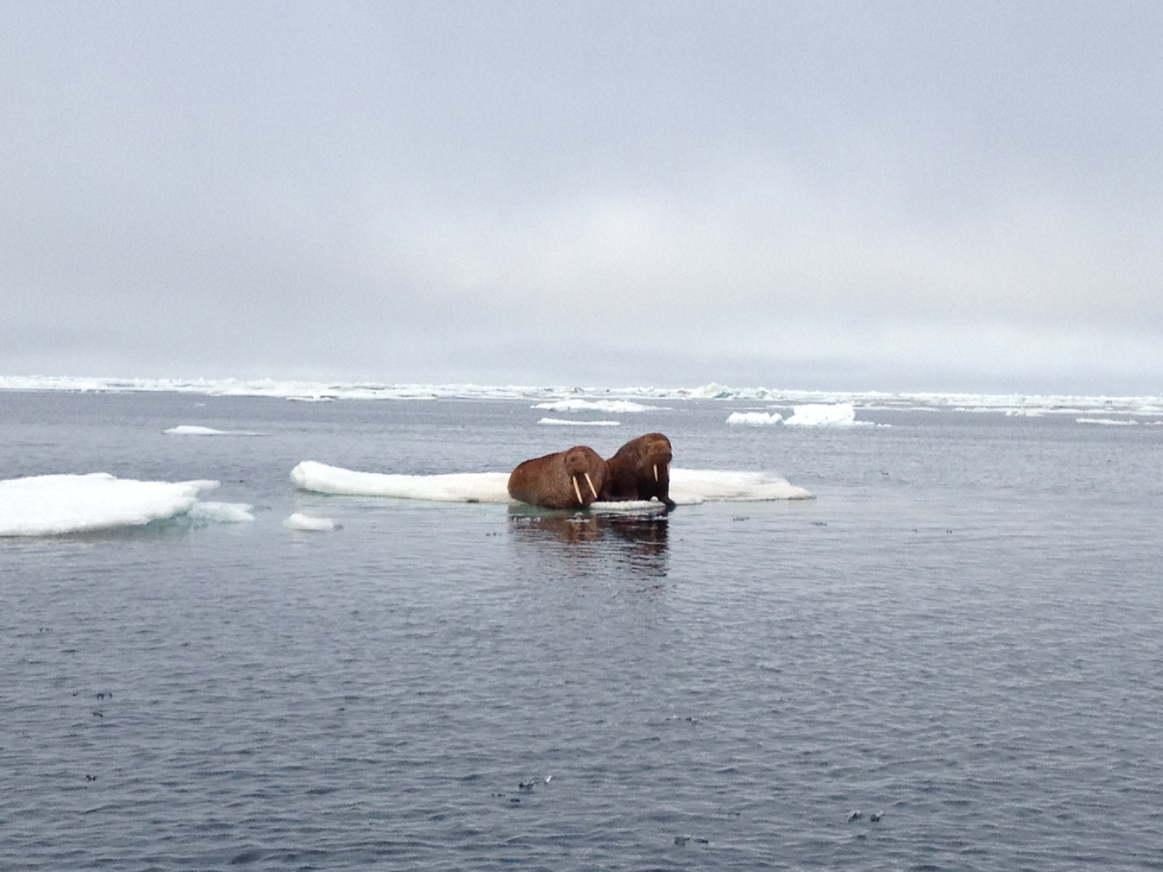 Walruses on an ice floe