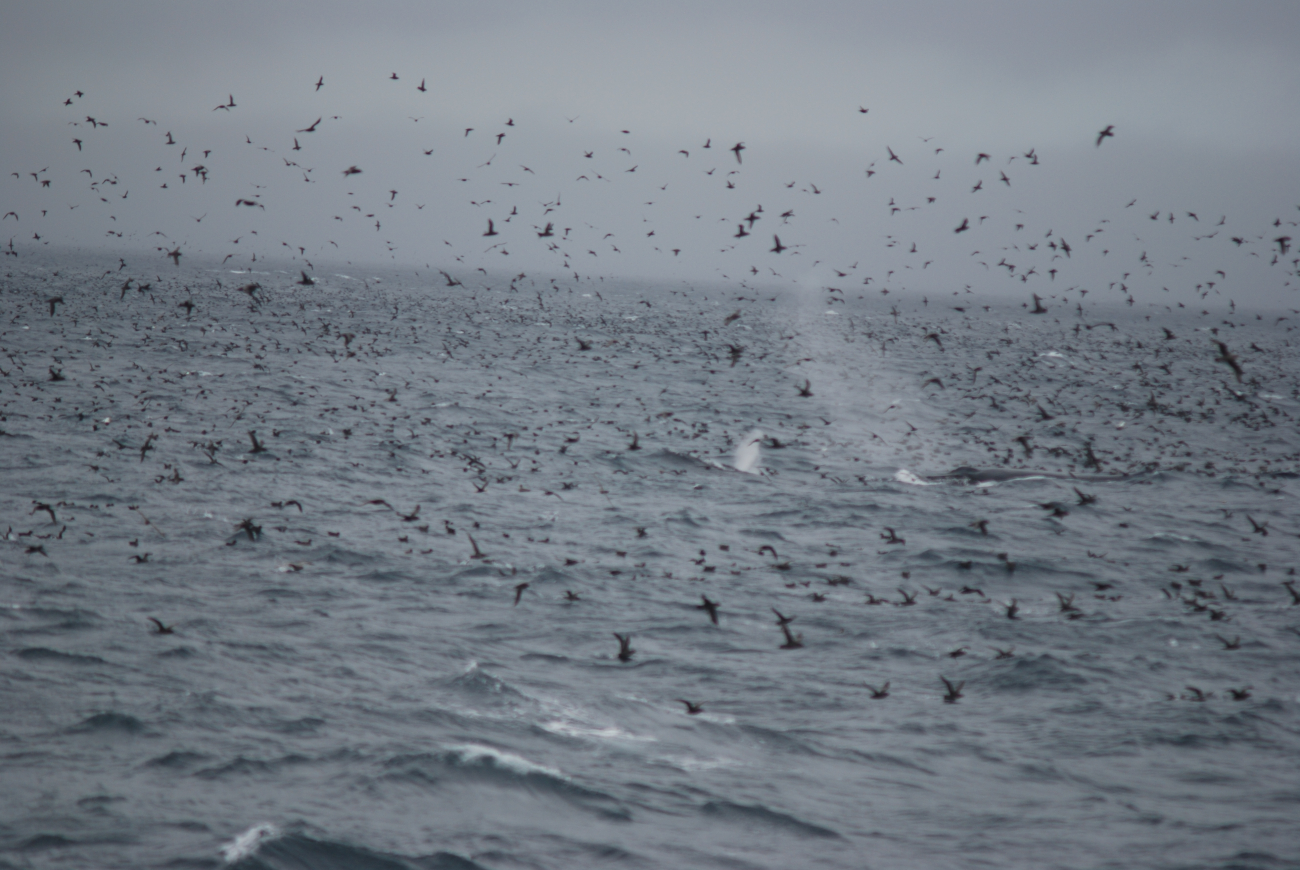 Whale in the midst of a grand profusion of sea birds