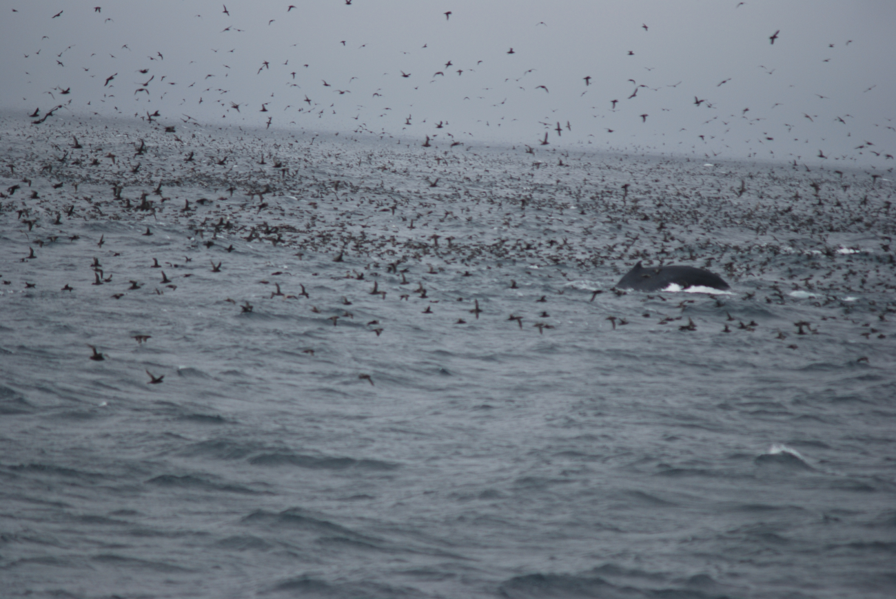 Whale in the midst of a grand profusion of sea birds