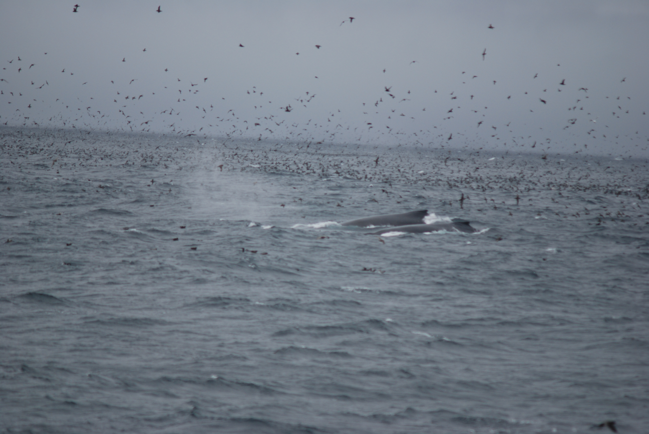 Two whales in the midst of a grand profusion of sea birds