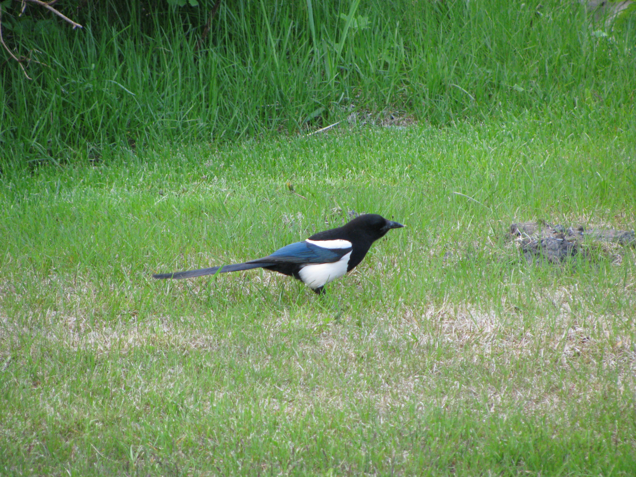 Black-billed magpie