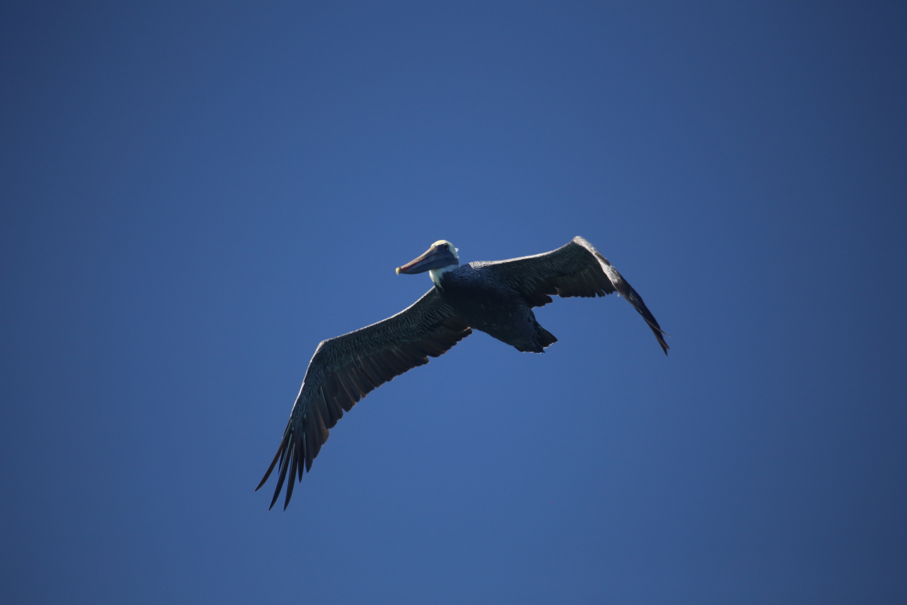 California brown pelican