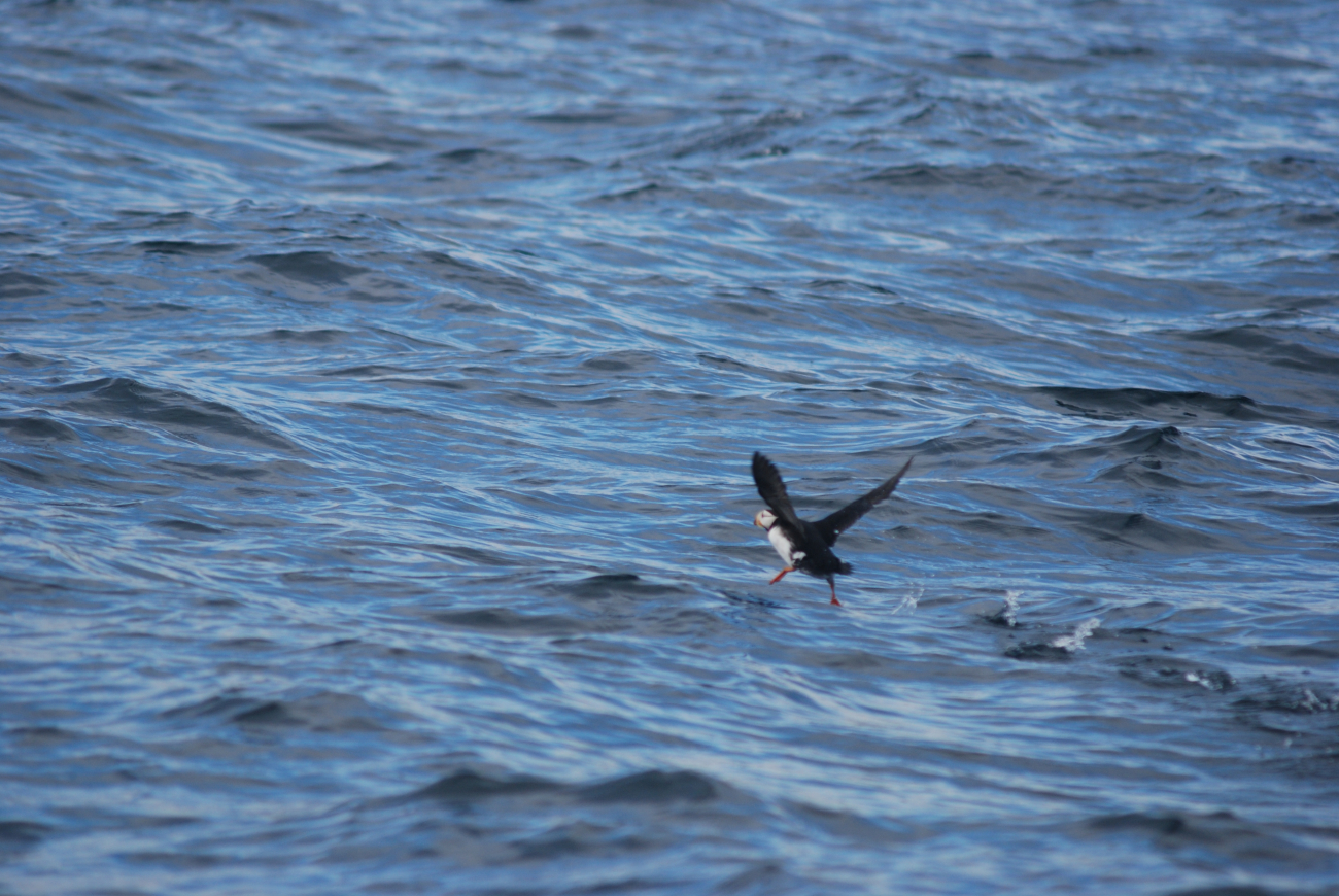 Horned puffin taking off