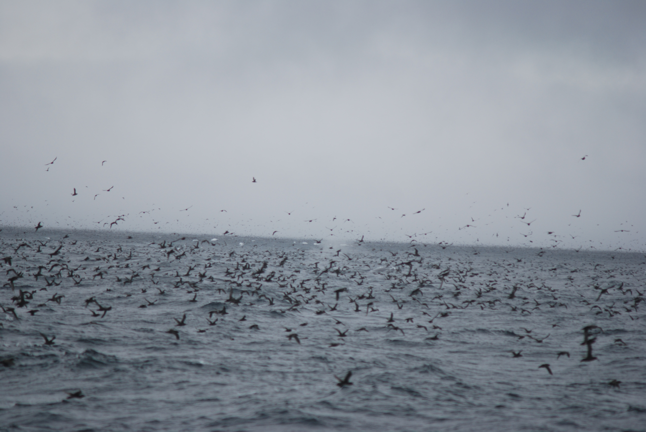 A profusion of sea birds with a blowing whale in the center